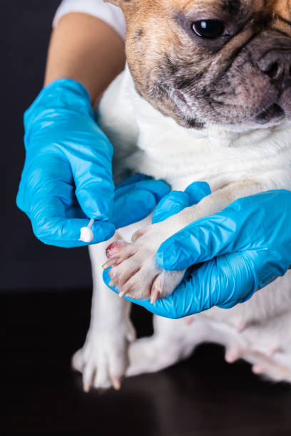 istock veterinarian medicine on wound paw 1133370873