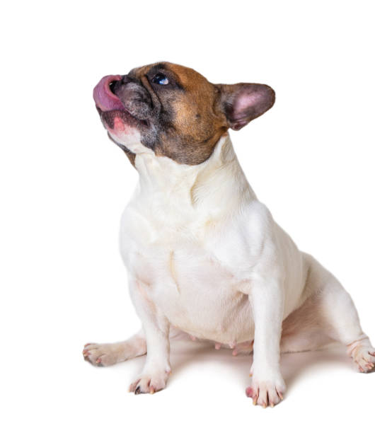 istock french bulldog breed dog 1133371045