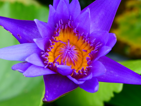 Thailand, Lotus Water Lily, Abstract, Beauty, Blossom