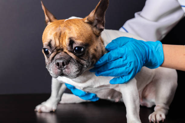 istock dog at the vet reception 1133371180
