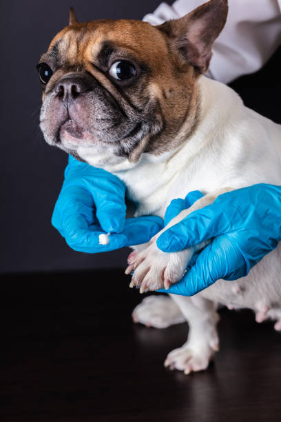 istock veterinarian medicine on wound paw 1133371278