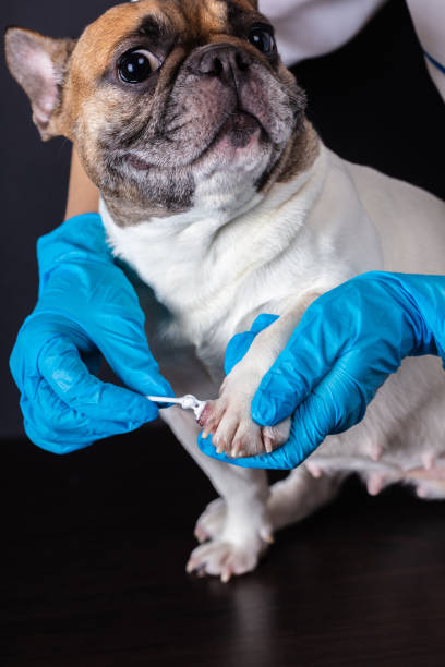 istock veterinarian medicine on wound paw 1133371320