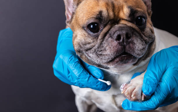 istock veterinarian medicine on wound paw 1133371358