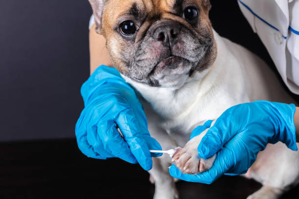 istock veterinarian medicine on wound paw 1133371392