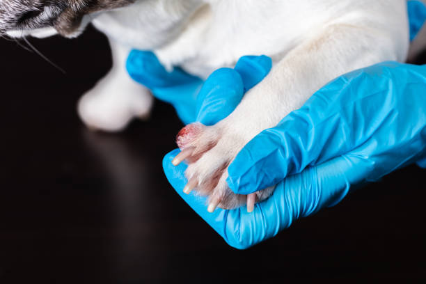 istock vet examines wound on dog's paw 1133371419