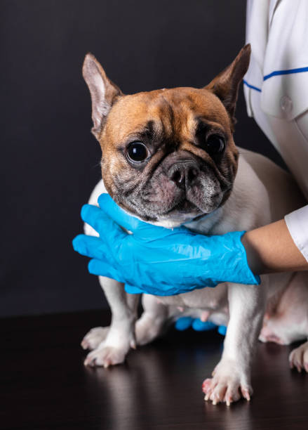 istock dog at the vet reception 1133371501