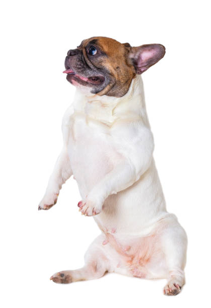 istock french bulldog breed dog 1133371562