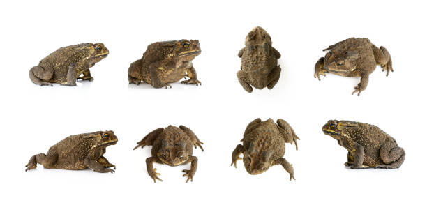 istock Group of toad(Bufonidae) isolated on a white background. Amphibian. Animal. 1133371665