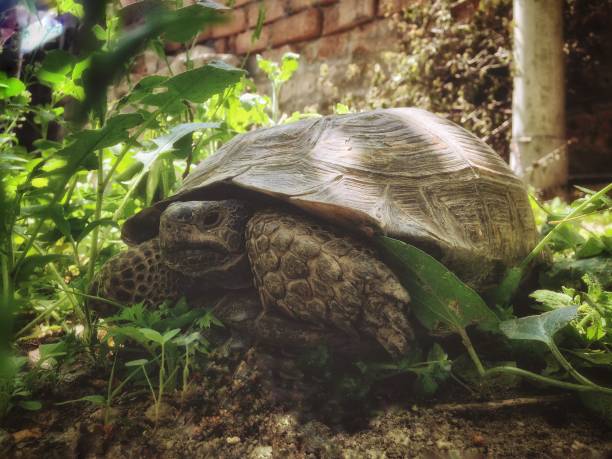 A Japanese pond turtle, Mauremys japonica, basking in the sunshine in the sankeien garden of Yokohama, Japan with really long claws.
