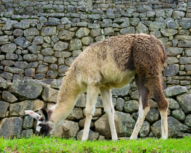 Llama eating grass in Machu Picchu, Peru, 02/08/2019 Llama eating grass in Machu Picchu, Peru, 02/08/2019 ruína antiga stock pictures, royalty-free photos & images