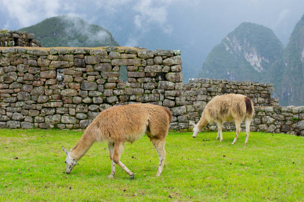 Machu Picchu, llamas eating grass, Peru, 02/08/2019 Machu Picchu, llamas eating grass, Peru, 02/08/2019 ruína antiga stock pictures, royalty-free photos & images