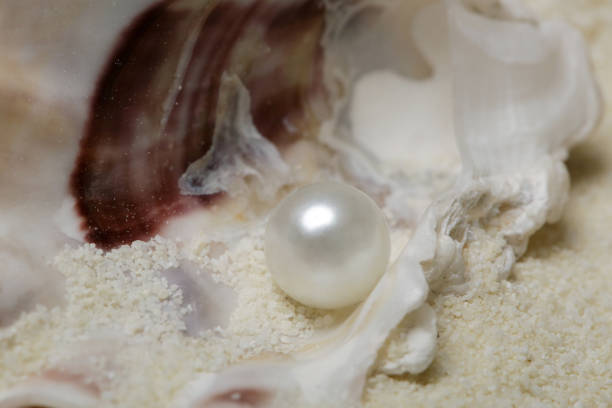 istock Close up image of organic pearl in a shell 1133373435