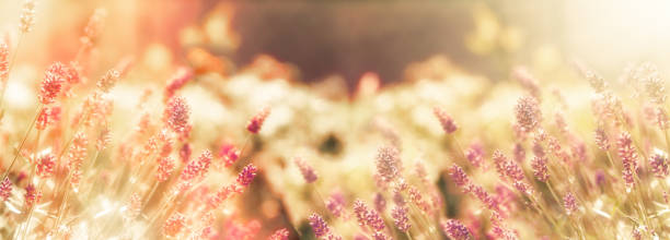 istock Soft focus on lavender flower, lavander flowers lit by sunlight 1133373663