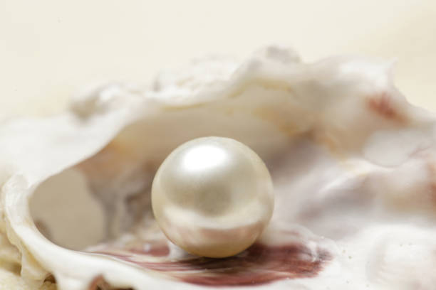 Close up image of organic pearl in a shell stock photo