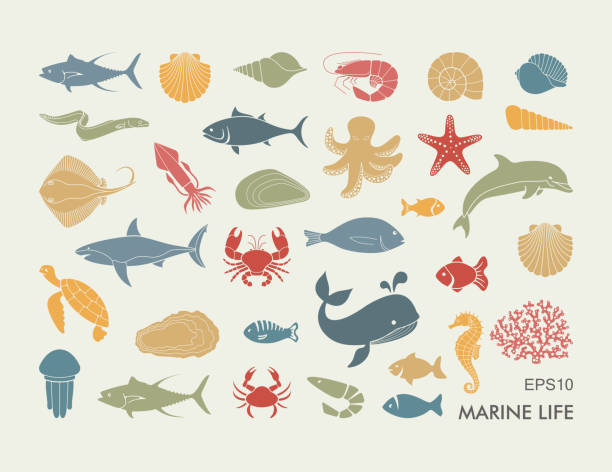 372,532 Sea Creatures Stock Photos, Pictures & Royalty-Free Images - iStock | Ocean, Marine biologist, Coral reef 372,532 Sea Creatures Stock Photos, Pictures & Royalty-Free Images - iStock | Ocean, Marine biologist, Coral reef