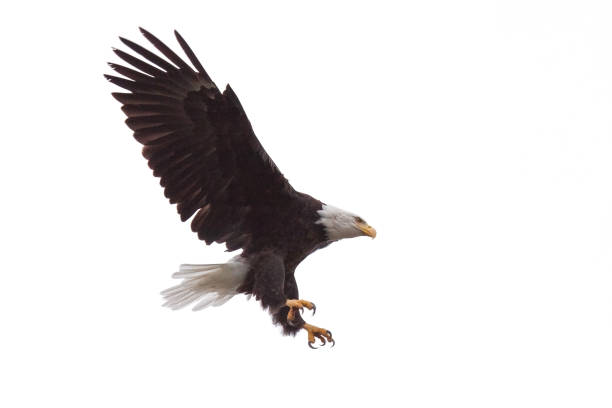Eagle's Talons and Wings Wide Open Wings and claws spread wide open, as a bald eagle floats from the sky. White background talon stock pictures, royalty-free photos & images