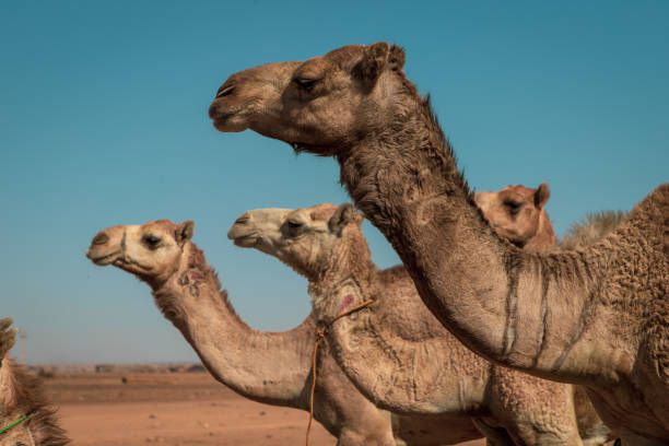 istock Camel Market in khartoum, Sudan 1133374894