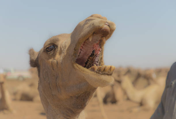 mercato dei cammelli a khartoum, sudan - camel back foto e immagini stock