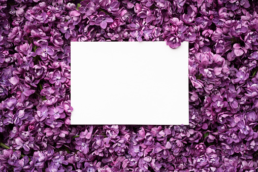 Spring card with lilac flowers. Blank white sheet for notes, copy space for text. Decorative frame