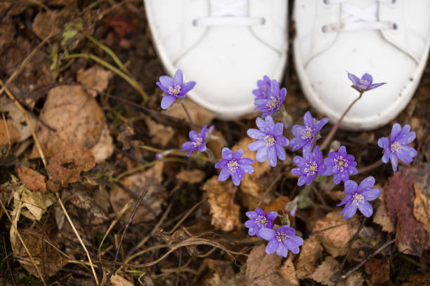 Top view on forest first snowdrops and white sneakers. Spring in forest. nature.