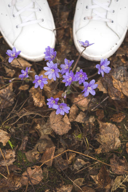 istock Top view on forest first snowdrops and white sneakers. Spring in forest. nature. 1133375965