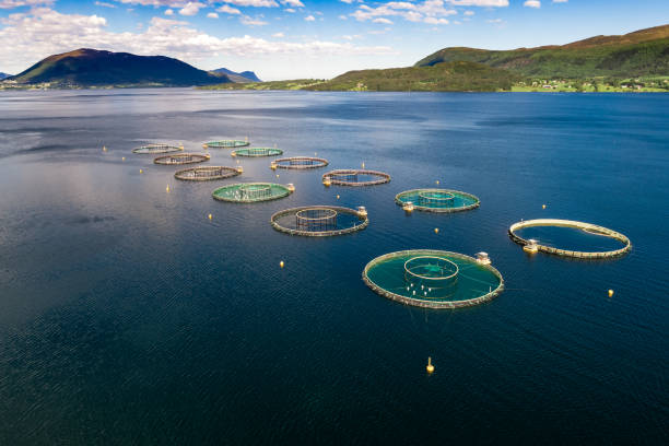 istock Farm salmon fishing 1133376251