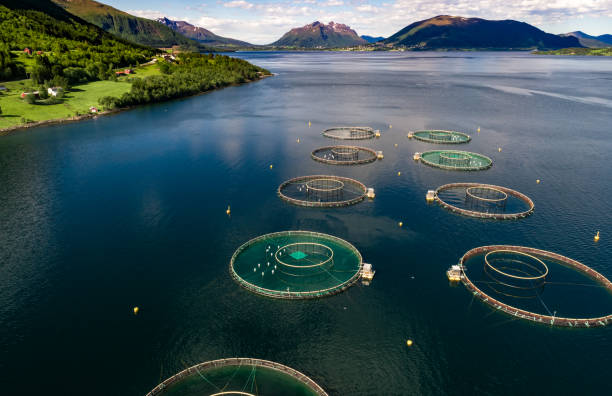 istock Farm salmon fishing 1133376257