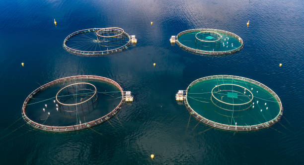 istock Farm salmon fishing 1133376260