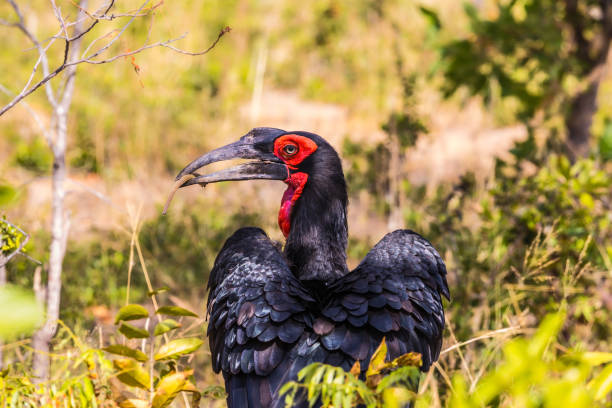 istock Major scenic Southern Hornbill 1133377905