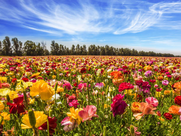 istock Picturesque kibbutz field 1133377933