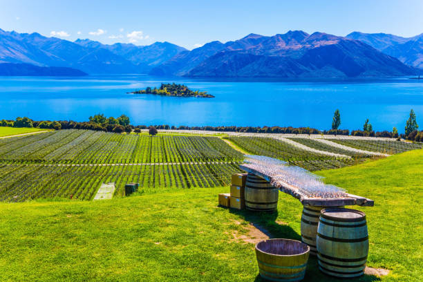 Vineyards on the shore slopes of the lake stock photo