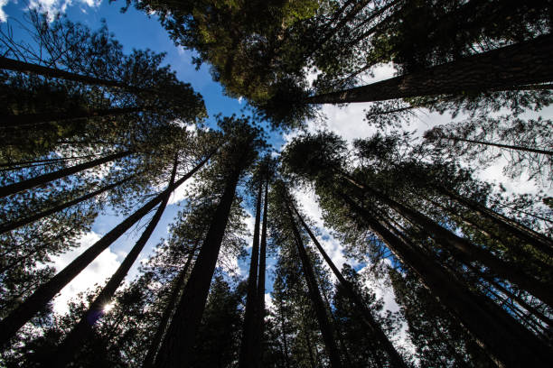 istock Looking up at massive trees towering over the forest floor. 1133378226