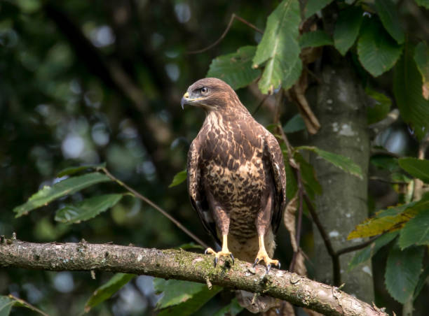 Common Buzzard Buzzards were once almost hunted out of existence but they've made a huge comeback, with numbers soaring in the past few years.An amazing Bird of Prey which is now commonly seen over the skies of the UK. eurasian buzzard photos stock pictures, royalty-free photos & images