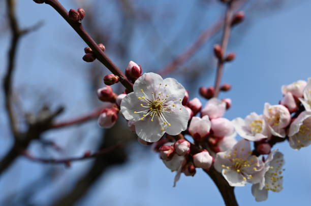 istock plum at oosaka garden 1133380931