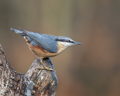 The Nuthatch is a tit-sized, grey and rust-coloured bird that can be easily spotted climbing headfirst down tree trunks in woodlands and parks.