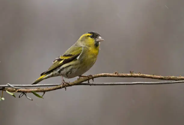 An attractive, green-and-yellow bird, the Siskin regularly visits birdtables and feeders in gardens.