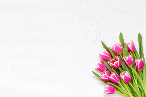 istock Bouquet of pink tulips on white background. Top view, copy space 1133382343