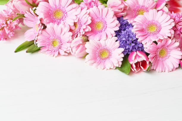 pink daisy gerbera flowers on white background. copy space. holiday background. - bouquet tulip greeting card gerbera daisy imagens e fotografias de stock