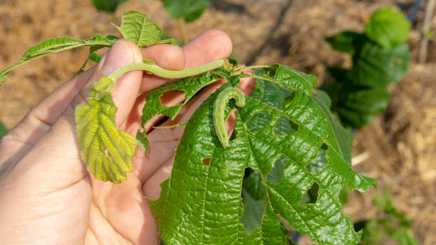 istock larvae caterpillar eats hazelnut nut leaves close-up macro. Walnut garden pests 1133382576