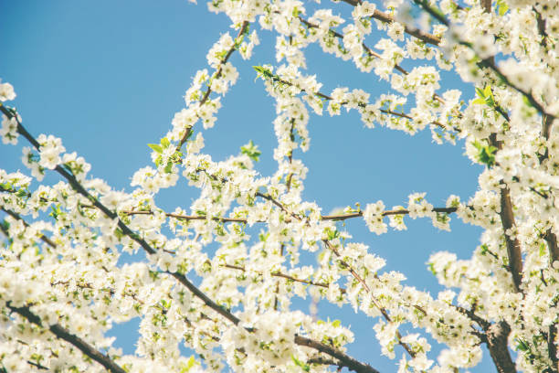 istock Spring flowering trees. Blooming garden. Selective focus. 1133382922
