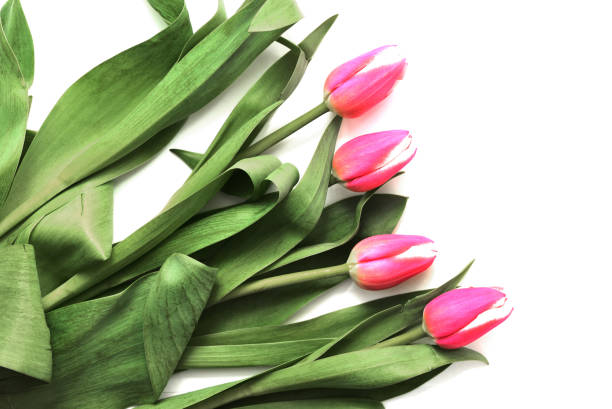 istock Beautiful pink tulips on white background close up 1133382964