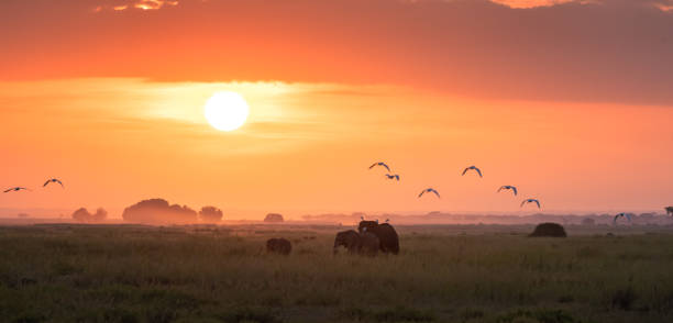 éléphants au lever du soleil dans le parc national d'amboseli - african sunrise photos et images de collection