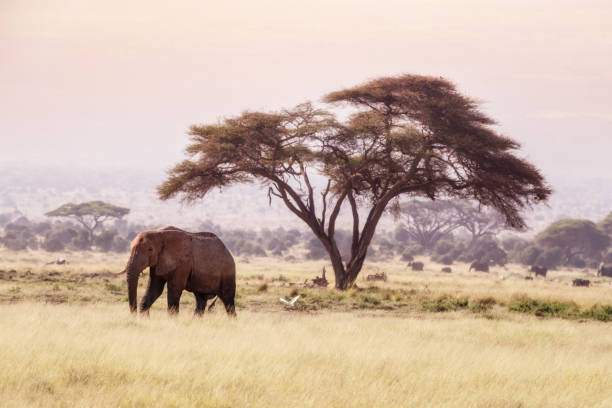 istock Elephant and acacia in Amboseli 1133383967