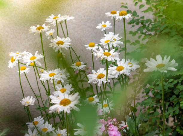 istock Cluster of white spring marguerite daisies 1133384594