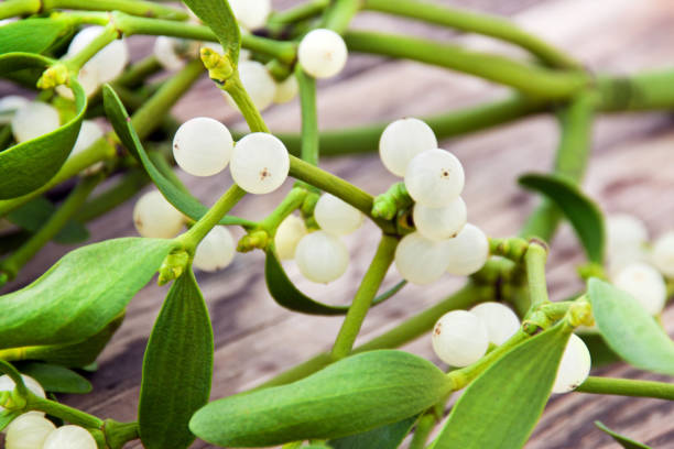 Mistletoe plant close up against wooden background