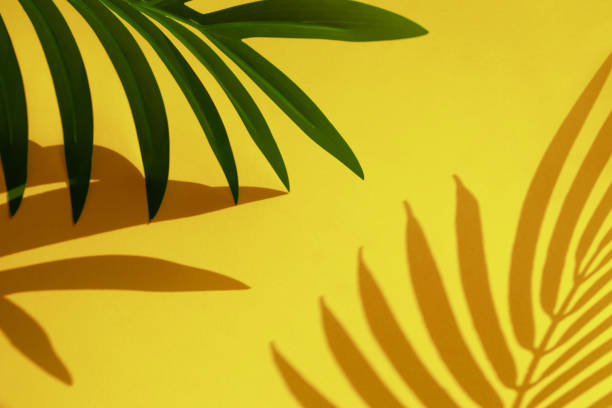 istock Selective focus of coconut and palm leaf with shadow on colorful  background.Tropical and summer,holiday concepts 1133385808