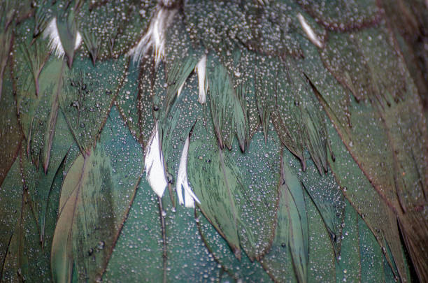 istock Muscovy Duck feathers (Cairina moschata), Franklin Canyon, Los Angeles, CA. 1133385832