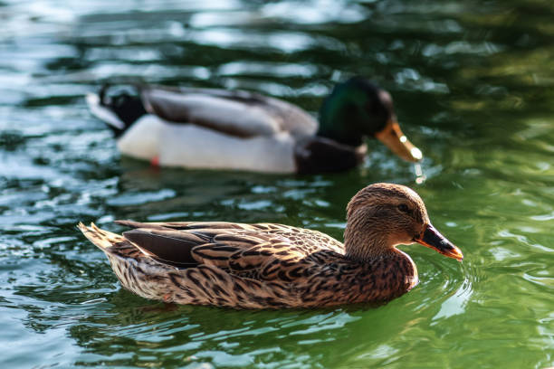 istock Duck swimming in the water 1133385989