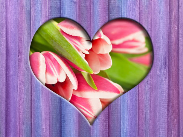 Background of Tulips on wooden background.