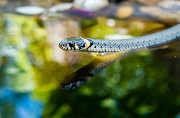 istock grass snake in the garden 1133387295